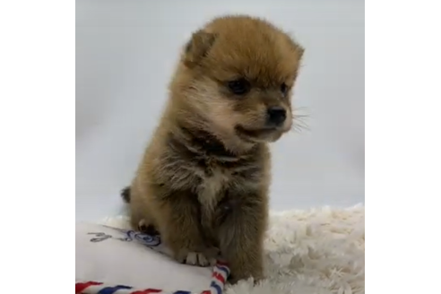 成約済の栃木県の柴犬-108957の1枚目